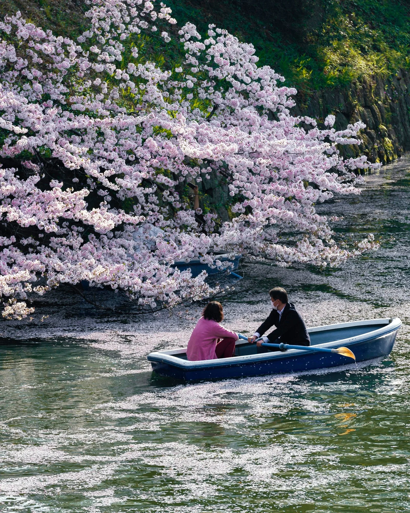 Cherry blossom trees in a Tokyo park during spring
